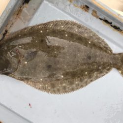 ノマセと五目釣り