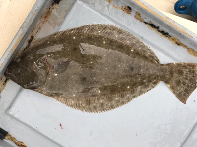 ノマセと五目釣り