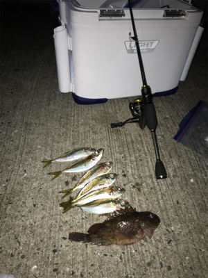 初場所でのアジング