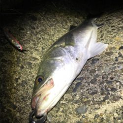 なんとかゲット！