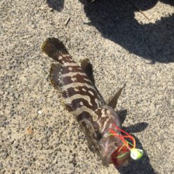 ロックフィッシュを真昼間の下げ止まりで釣れるのか…