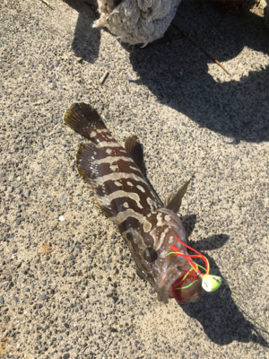 ロックフィッシュを真昼間の下げ止まりで釣れるのか…