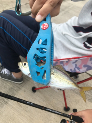 久々のサビキ釣り