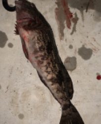 お久しぶりだねアイナメさん!