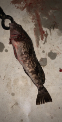 お久しぶりだねアイナメさん！