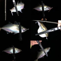 秋のジグ単アジング