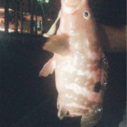 熱海根魚調査隊