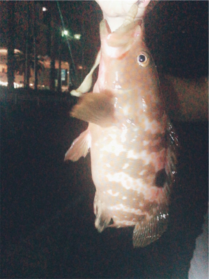 熱海根魚調査隊