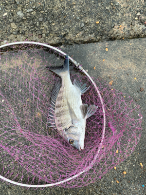 のんびりとフカセ