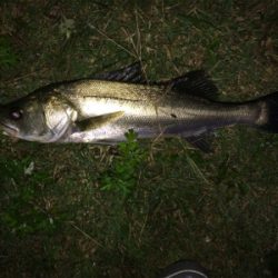 安定のシーバス