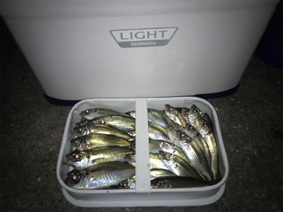 ！！？50UP！！？ アジング釣果！！