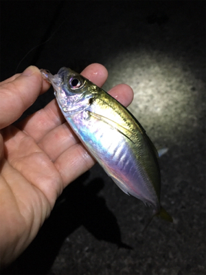 小アジ釣れてます