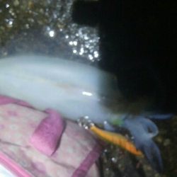 アオリイカ5杯！！　現在131杯！！