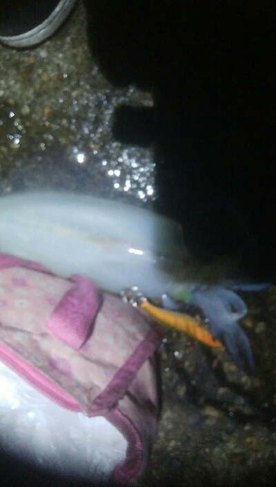 アオリイカ5杯！！　現在131杯！！