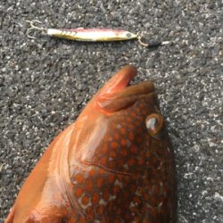 久しぶりのアコウ