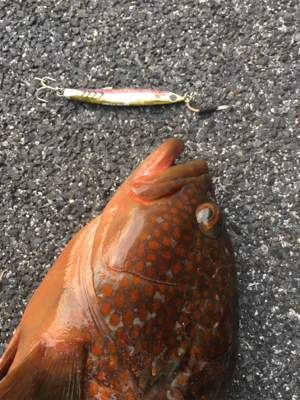 久しぶりのアコウ