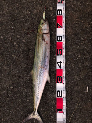 まさかの大物^_^