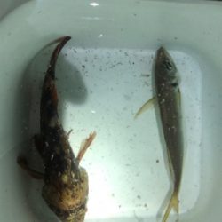 アジの塩焼きが食べたくて