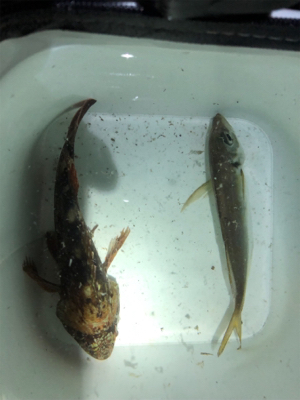 アジの塩焼きが食べたくて