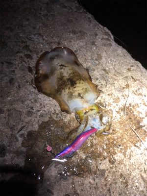 エギング終盤、渋いです。