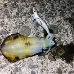 イカさん成長中