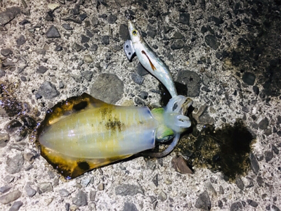 イカさん成長中