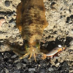 久しぶりのイカ