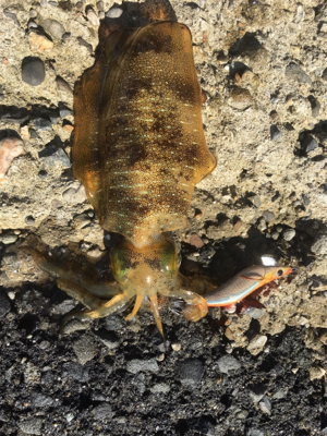 久しぶりのイカ