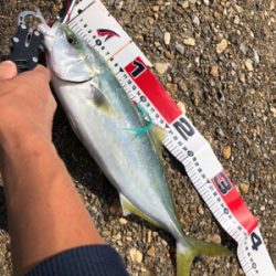 仕事前ライトショアジギ