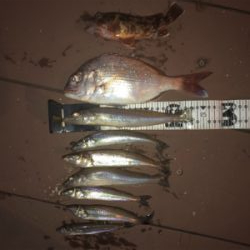 ショアジギングとぶっ込み