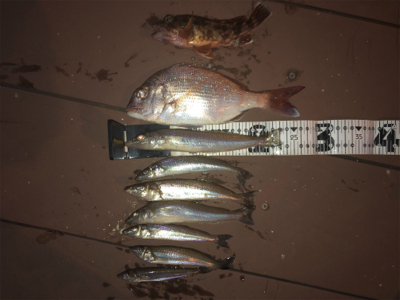 ショアジギングとぶっ込み