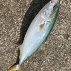 青物釣果