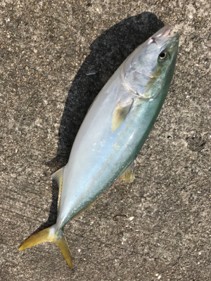 青物釣果