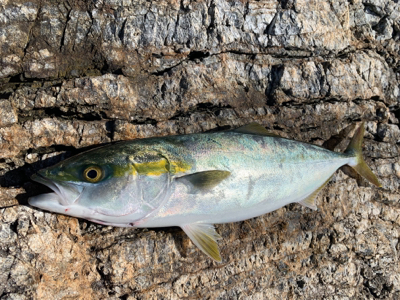 ポッパーでハマチ