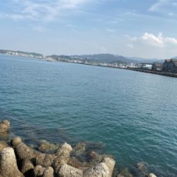 アオリイカを探して…