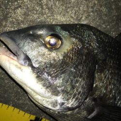 シーバス?黒鯛!