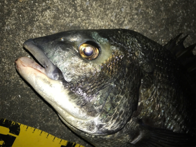 シーバス?黒鯛!