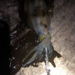 寒い、渋い、秋エギング終盤