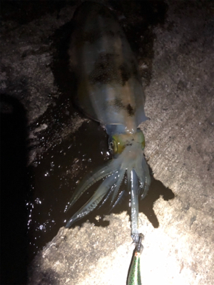 寒い、渋い、秋エギング終盤