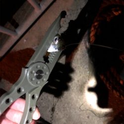 大きいアジはどこへ