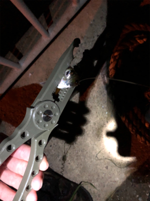 大きいアジはどこへ