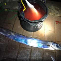 太刀魚　デカサバ