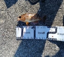 10/5釣果ハマチメバルハゲデカアジ豆アジガシラゴンズイ他色々