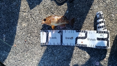 10/5釣果ハマチメバルハゲデカアジ豆アジガシラゴンズイ他色々