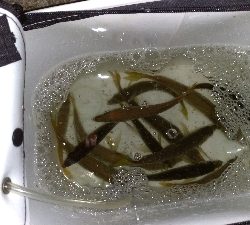 今日も豆アジ。