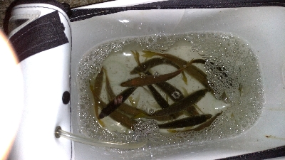 今日も豆アジ。