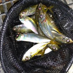 遠投しても豆アジ