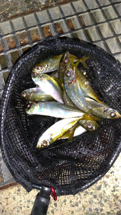 遠投しても豆アジ