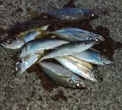 10/14釣果デカアジ大漁豆アジガシラメッキ