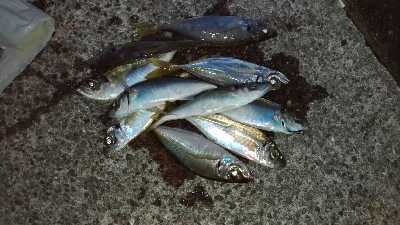 10/14釣果デカアジ大漁豆アジガシラメッキ